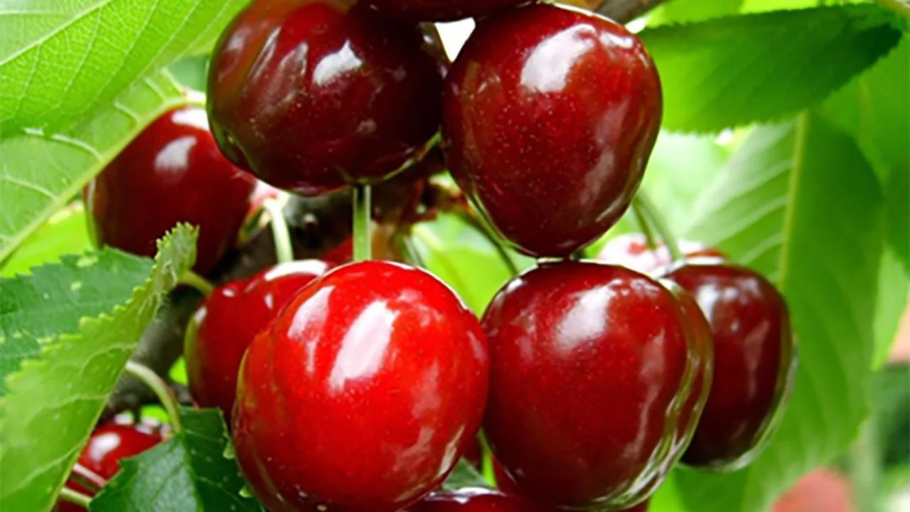 Nif Kirazı coğrafi işaret tescilinde askı sürecine girdi