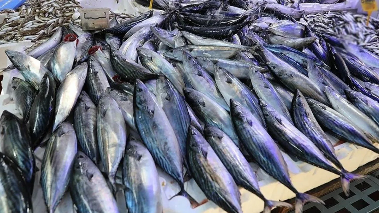 Palamut bolluğu sonrası avcılığa ara verilmesi çağrısı