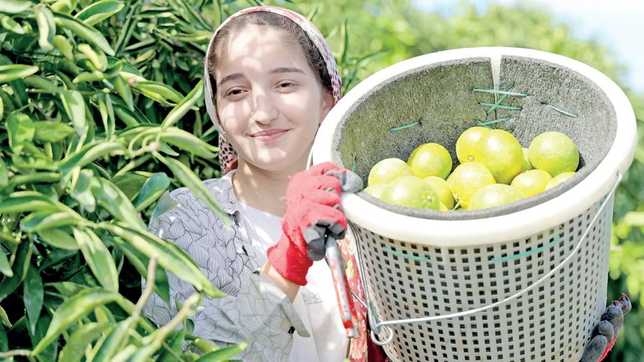 Adana’da narenciye fiyatları geriledi, sevkiyat maliyeti ihracatı yavaşlattı