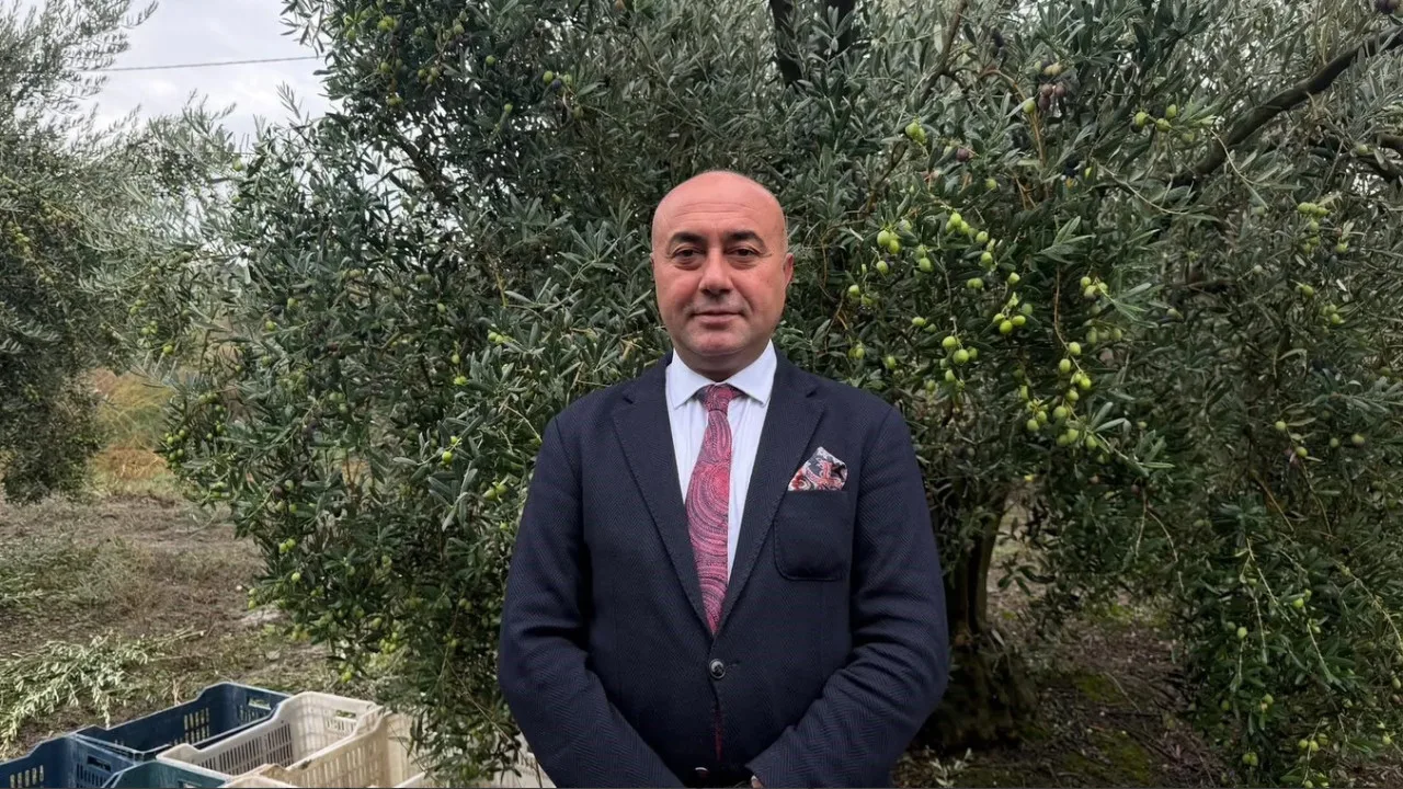 Marmarabirlik yeni sezonda yaklaşık 60 bin ton zeytin almayı hedefliyor