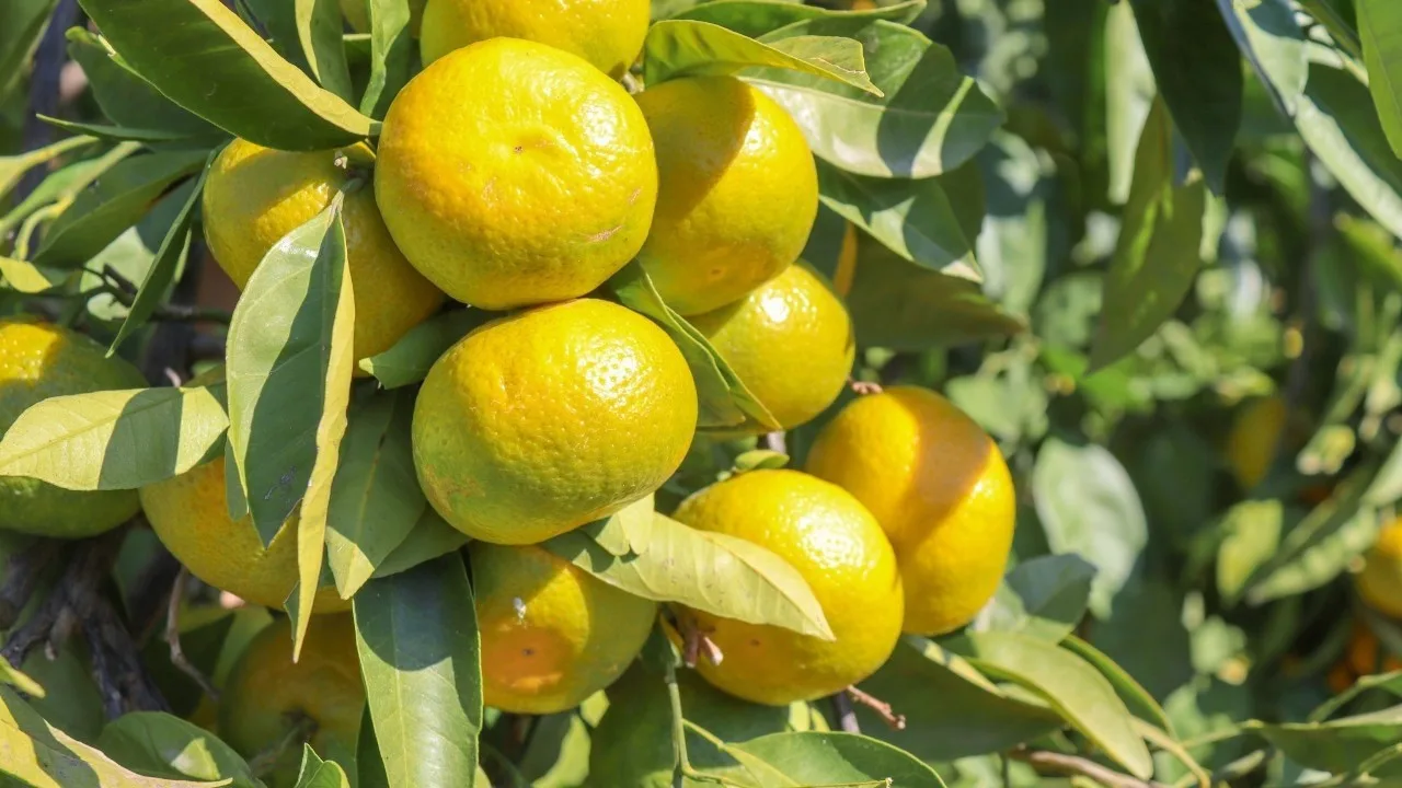 Satsuma sezonunda ihracatçılar iki lojistik soruna dikkat çekti