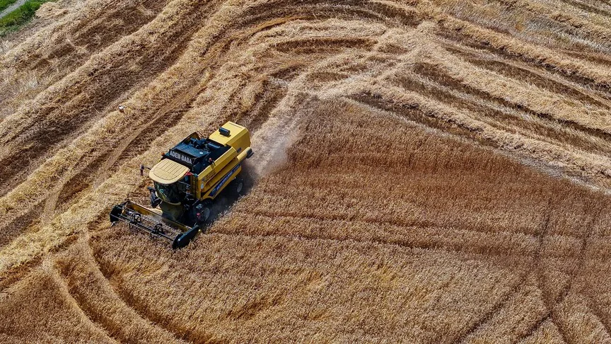Buğday üretiminin kişi başına 288 kilogramı bulması bekleniyor